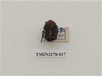 藏品(銅點花金龜)的圖片